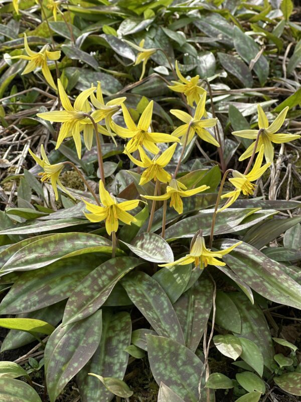 ADDER'S TONGUE