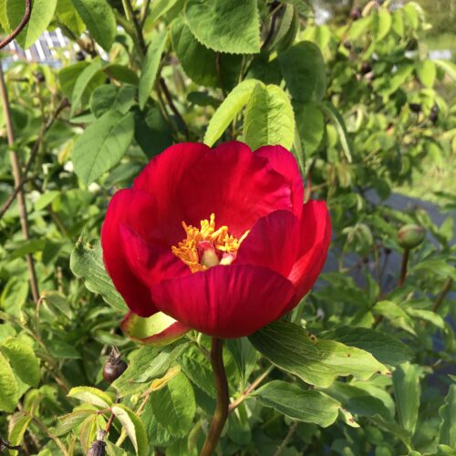 PEONY