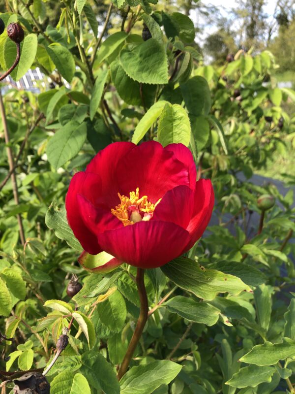 PEONY