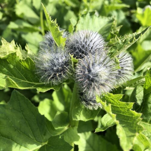 BURDOCK, HIMALAYAN or KUTH / COSTUS