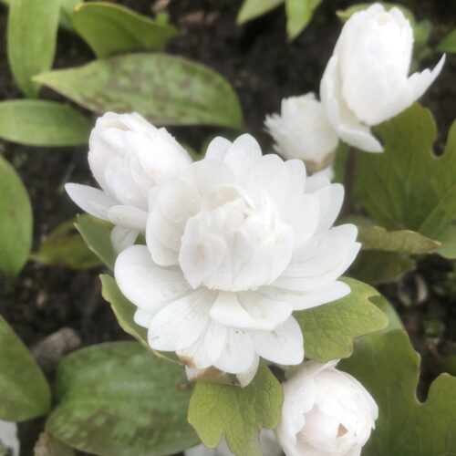 BLOODROOT (Double flowered)