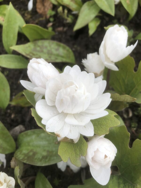 BLOODROOT (Double flowered)