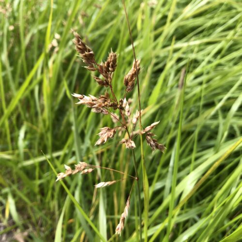 HOLY GRASS (Vanilla grass)