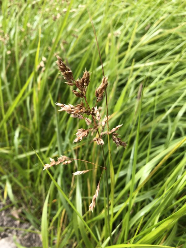 BFD3421A-B7F1-4BFF-9618-167A512F3D54 HOLY GRASS (Vanilla grass)