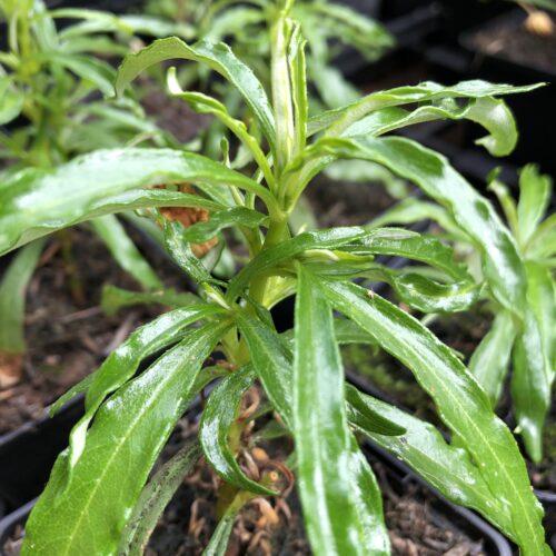 GUM CISTUS