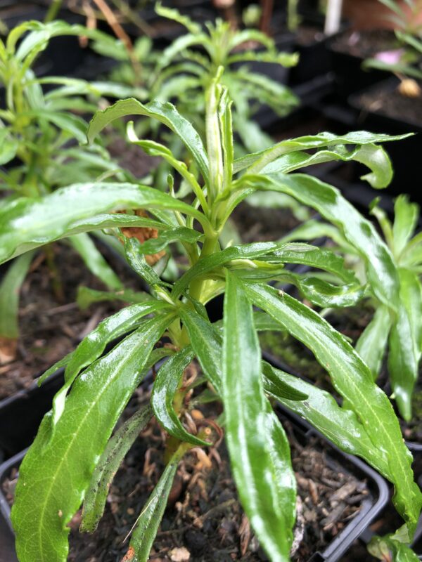 GUM CISTUS