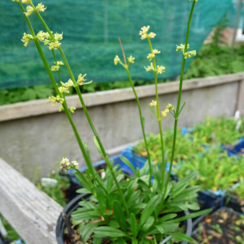 Celtic Valerian VALERIAN, CELTIC / SPEICK