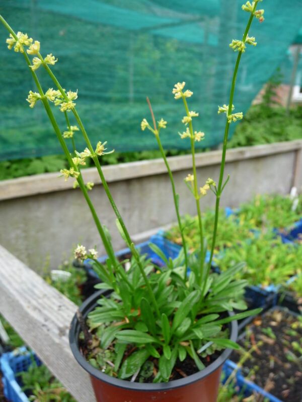 Celtic Valerian VALERIAN, CELTIC / SPEICK
