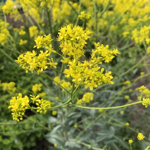 WOAD
