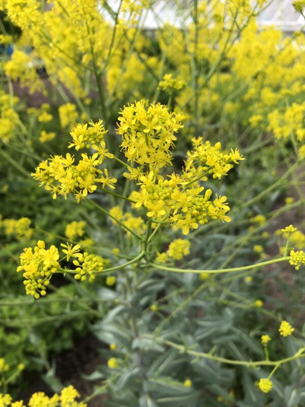 WOAD