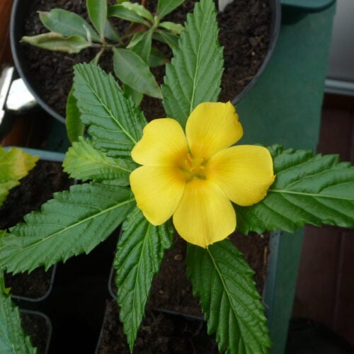 Damiana ulmifolia flos DAMIANA, JAMAICAN