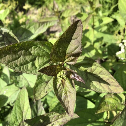 FIGWORT
