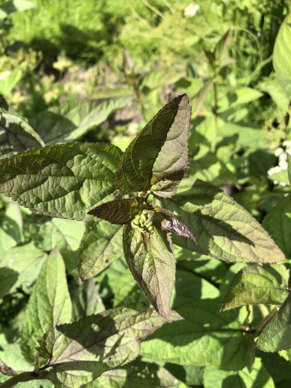 E71B0CFC-9D60-4210-AD32-315B703DEF9E FIGWORT
