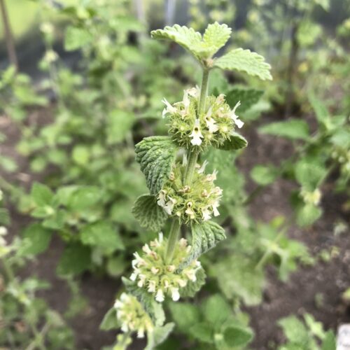 HOREHOUND, WHITE