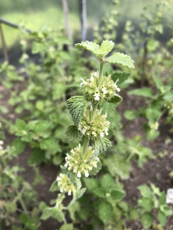 HOREHOUND, WHITE