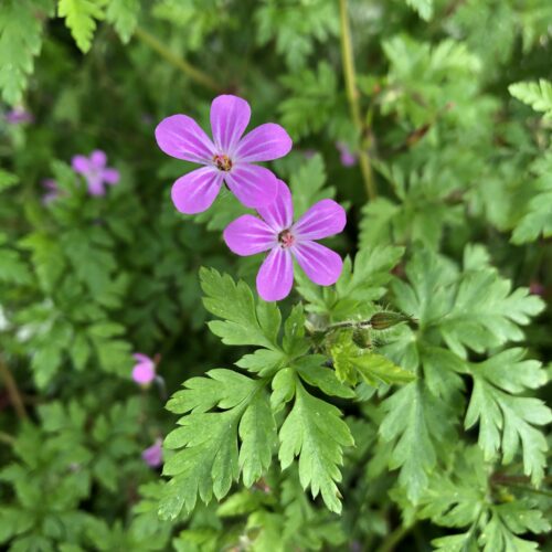 HERB  ROBERT