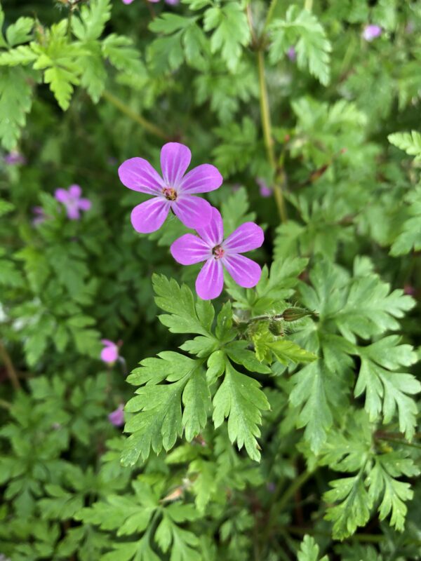 HERB  ROBERT