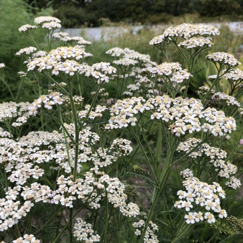 YARROW