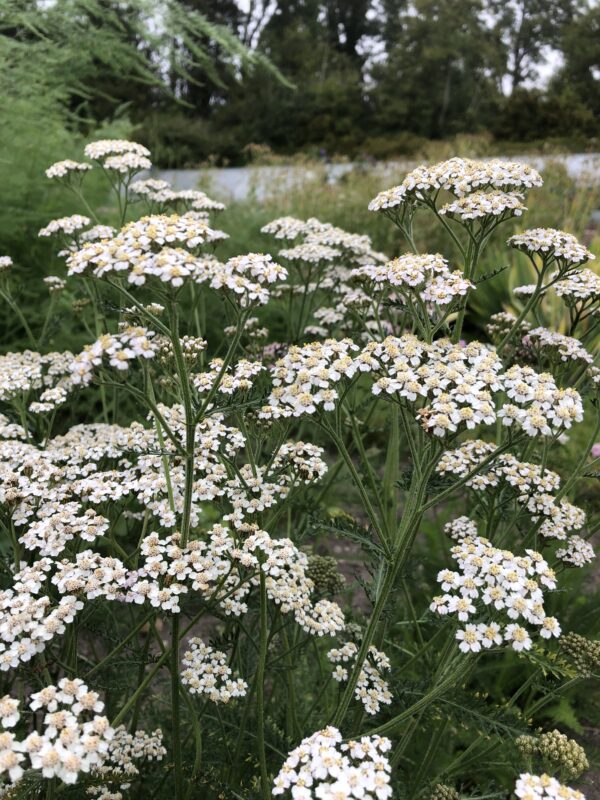 IMG_3516 YARROW