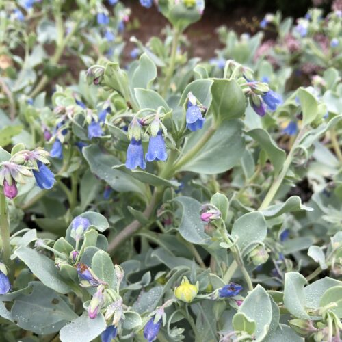 OYSTER PLANT
