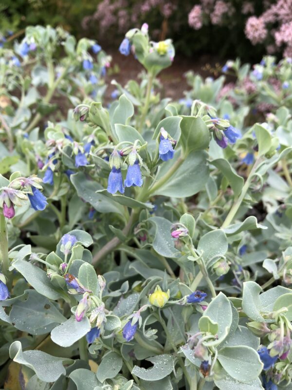 IMG_3518 OYSTER PLANT