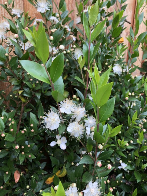 MYRTLE