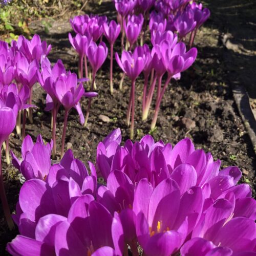 MEADOW SAFFRON