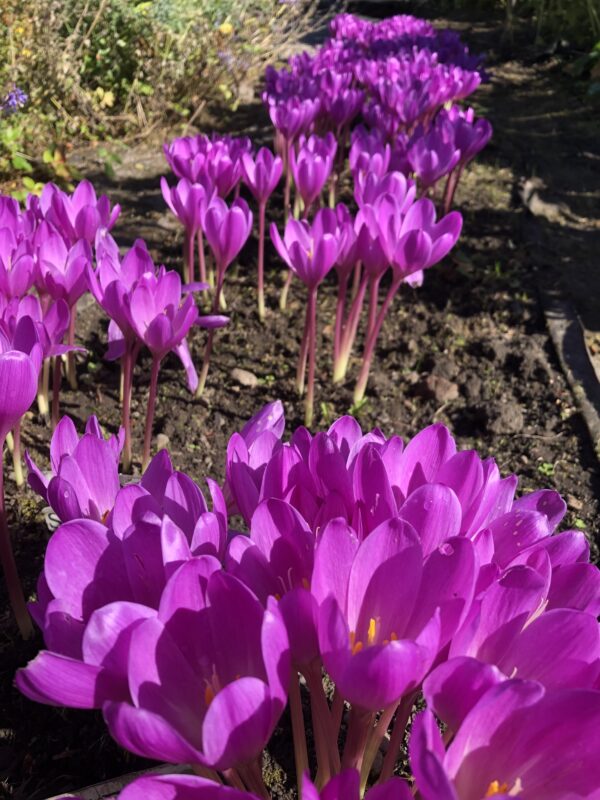 MEADOW SAFFRON