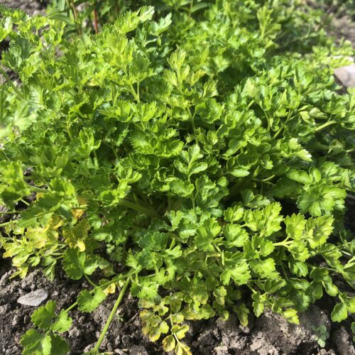 PARSLEY, FRENCH