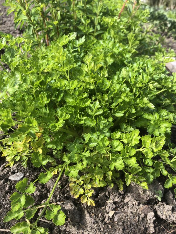 IMG_4574 PARSLEY, FRENCH