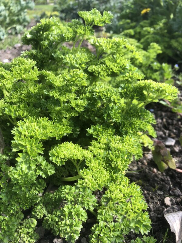 IMG_4576 PARSLEY, CURLED