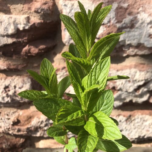 MINT, SPEAR