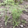 DILL