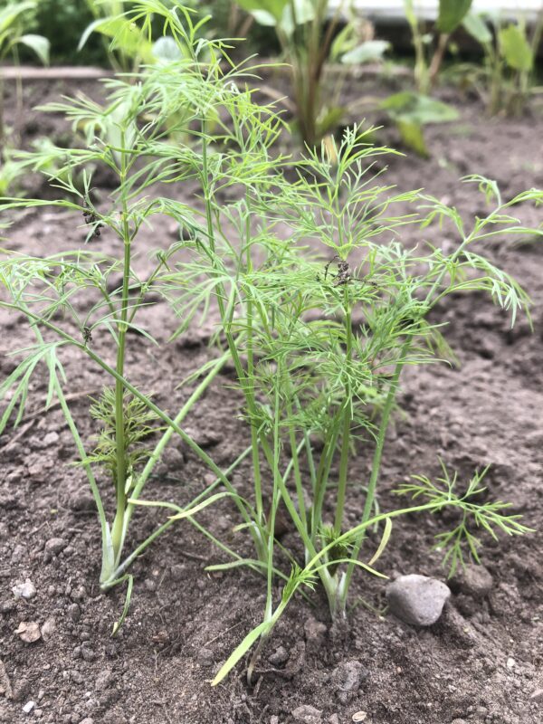IMG_4597 DILL