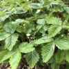 STRAWBERRY, WILD