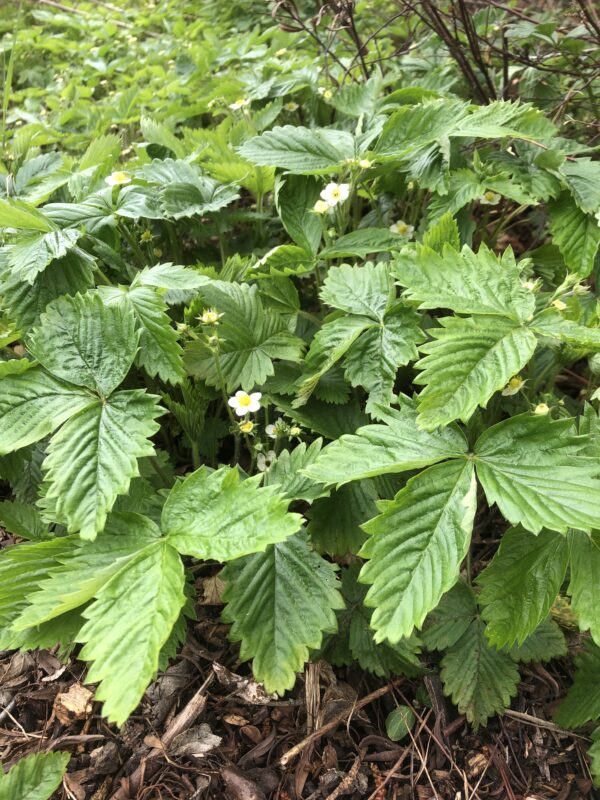 IMG_4598 STRAWBERRY, WILD