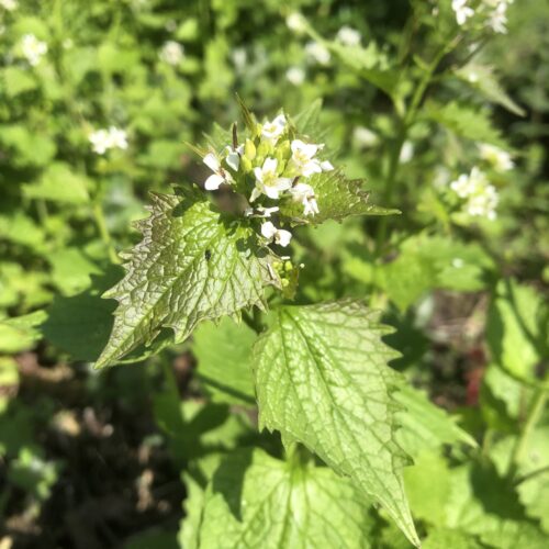 GARLIC, MUSTARD