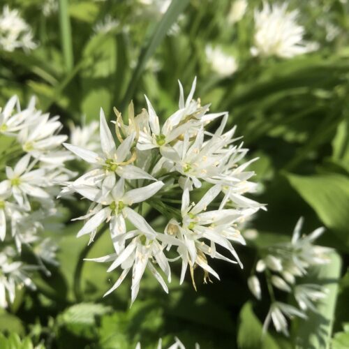 GARLIC, WILD/WOOD