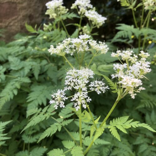 SWEET CICELY