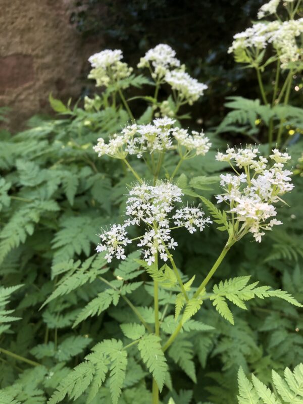 IMG_4629 SWEET CICELY