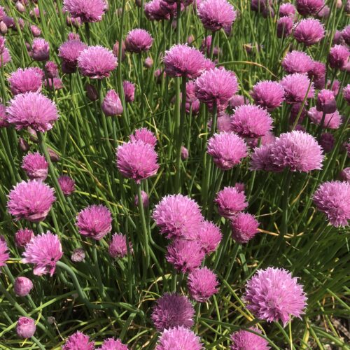 CHIVES, PINK PERFECTION