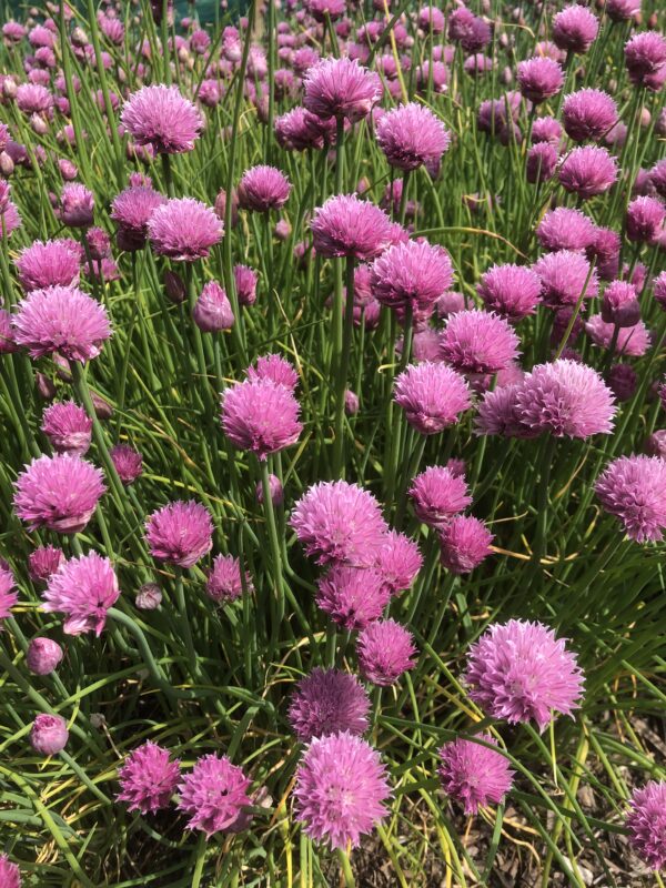 IMG_4656 CHIVES, PINK PERFECTION