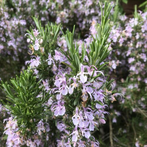 ROSEMARY, CORSICAN BLUE