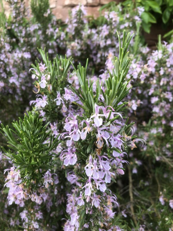 ROSEMARY, CORSICAN BLUE