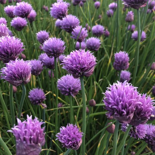CHIVES