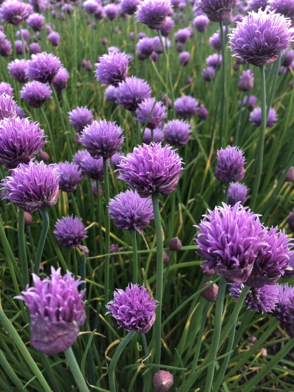 IMG_4674 CHIVES