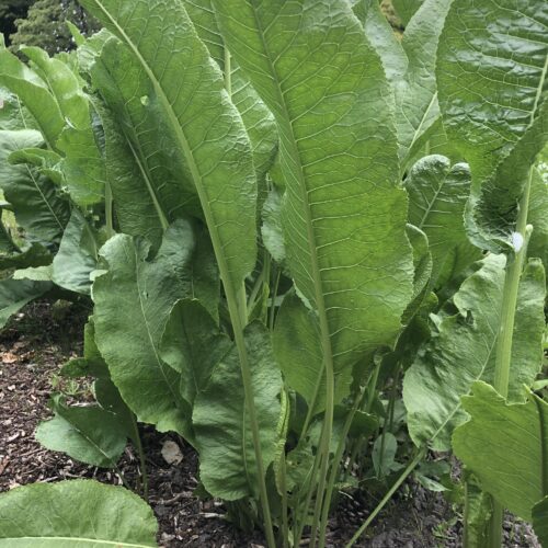 HORSERADISH