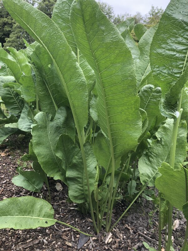 IMG_4688 HORSERADISH