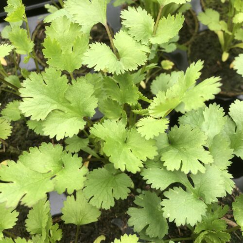 CORIANDER / CILANTRO