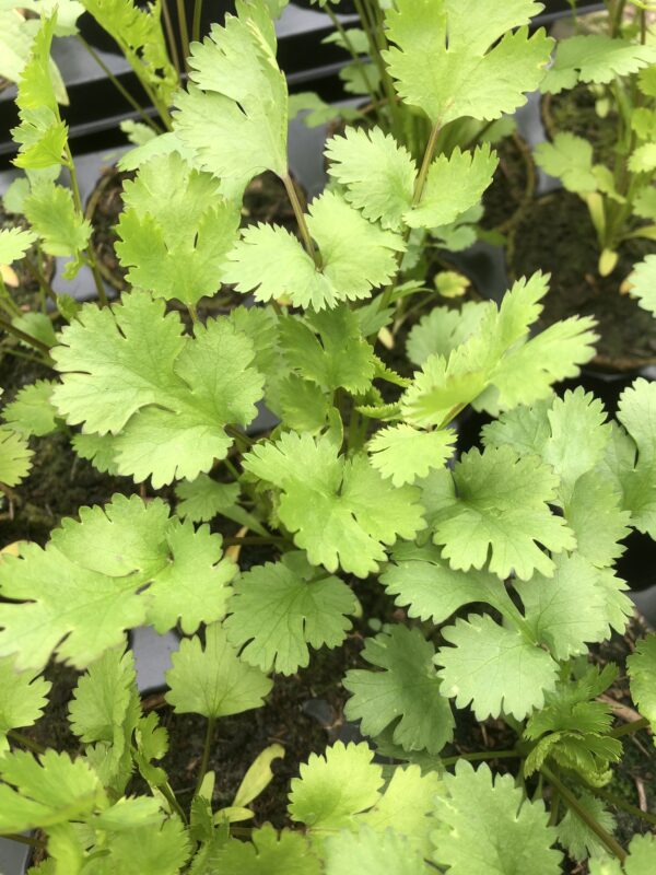 IMG_4690 CORIANDER / CILANTRO